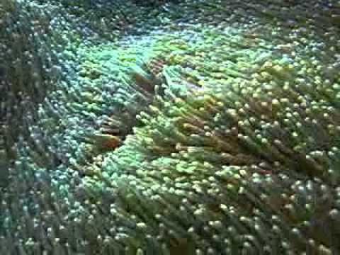 Project AWARE - Coral Reef Conservation