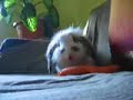 gizmo. honking.