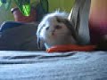 gizmo. honking.
