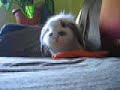 gizmo. honking.