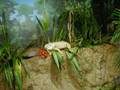Erie Pa Zoo