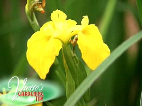 how to fertilize siberian iris