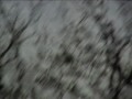 waxwings filmed near the lodge rspb, sandy, beds, uk.