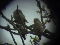 waxwings filmed near the lodge rspb, sandy, beds, uk.