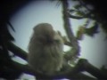 waxwings filmed near the lodge rspb, sandy, beds, uk.