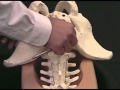 Spinal Immobilization With Pelvic Bolts