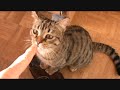 Chats de Rôle : Loup Garou l'Apocalypse