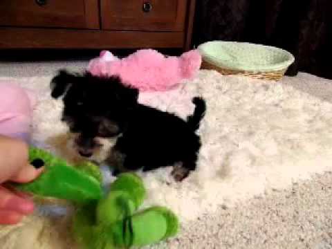 Princess is an adorable baby girl :