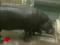 Raw Video: Rare Baby Hippo