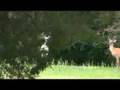 White Deer in our backyard - Brentwood, TN