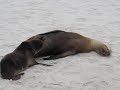 Exploring the Galapagos