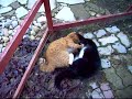 Супер  драка  котов!!!