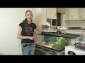How to Care for Box Turtles : Box Turtle Hydration How to Care for Box Turtles : Box Turtle Hydration