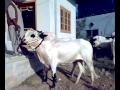 beutiful bull in taxila.mp4