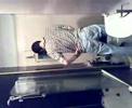 Sam in toilet Sam in toilet