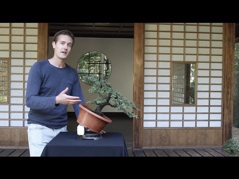 how to a bonsai tree