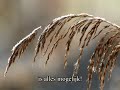 Opwekking 541 - Alles Is Mogelijk + subs Opwekking 541 - Alles Is Mogelijk + subs