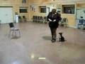 Mini Bull Terrier Freestyle Routine