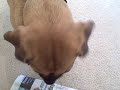 Puggle Preston Messenger Boy