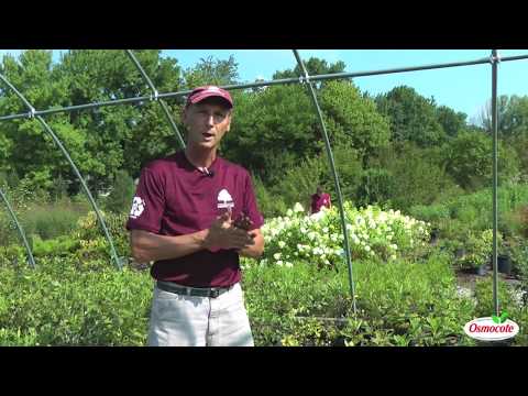 how to plant lilac branches