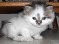 かわいい猫動画