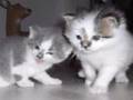 Farm-Kittens