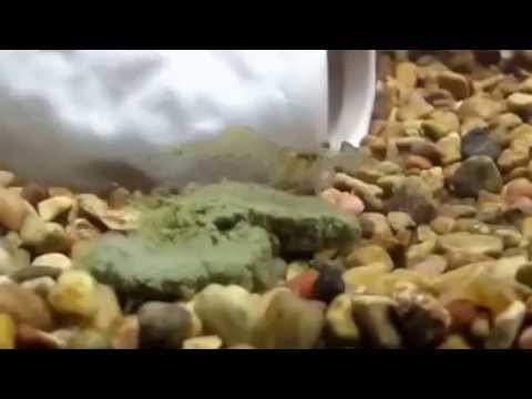 how to care ghost shrimp