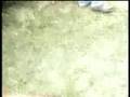 Backyard fighting from Malaysia 3