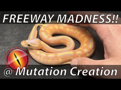 YouTube reptile video