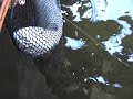 Salmon River Steelheading