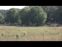 WATCH GOAT PLAY CHES