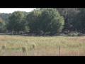 WATCH GOAT PLAY CHES