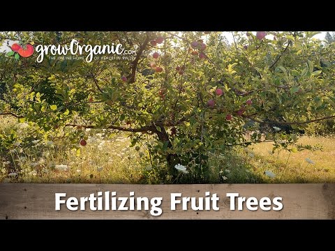 Fertilizing Fruit Trees