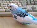 Gin am Pc