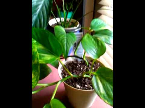 how to replant a golden pothos
