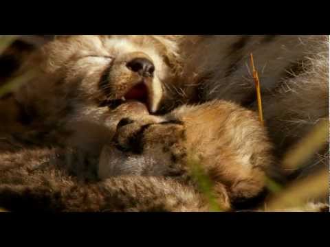 0 Disneynature IM REICH DER RAUBKATZEN: Deutscher Trailer