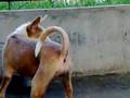 videos de Dog Fight