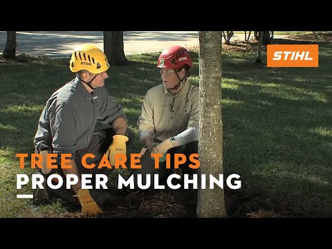 how to properly mulch around trees