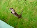 Otter \ Otter \