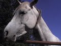 cute labradoodle - horse encounters