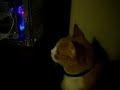 My cat and the Evil Fan