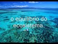O maior tesouro da humanidade - amazônia