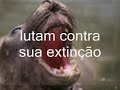 O maior tesouro da humanidade - amazônia