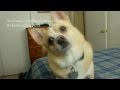 Dog wants to see his Gramma and Grampa [Mar.26.2012, Vlog #12]