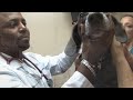Veterinarian Career Information : How to Become a Veterinarian Veterinarian Career Information : How to Become a Veterinarian