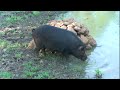 Porky, Wild Hog, A Day In the Life