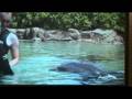 videos de Discovery cove