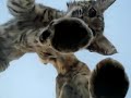 Bobcats on skylight Part 2