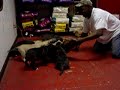 Presa Canario Puppies 3