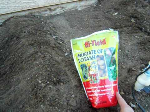 how to grow sugar snap peas in az